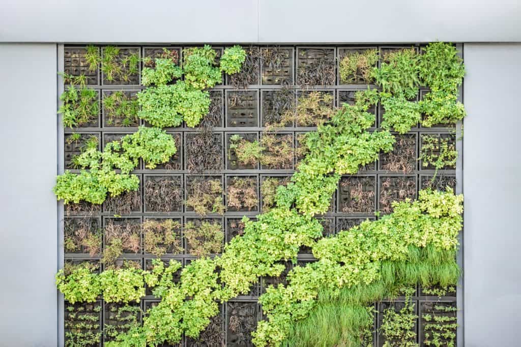 Plant wall with green shrubbery