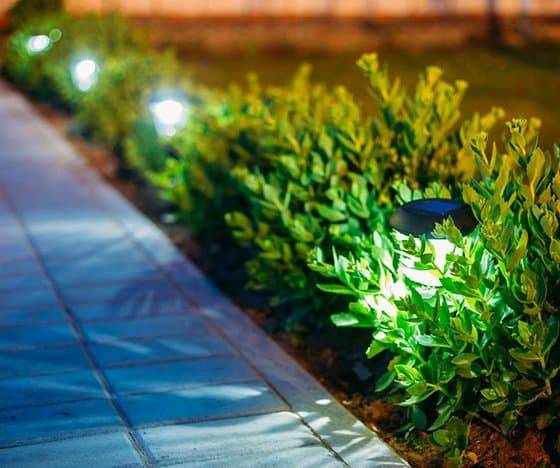 Lights along path in short plants