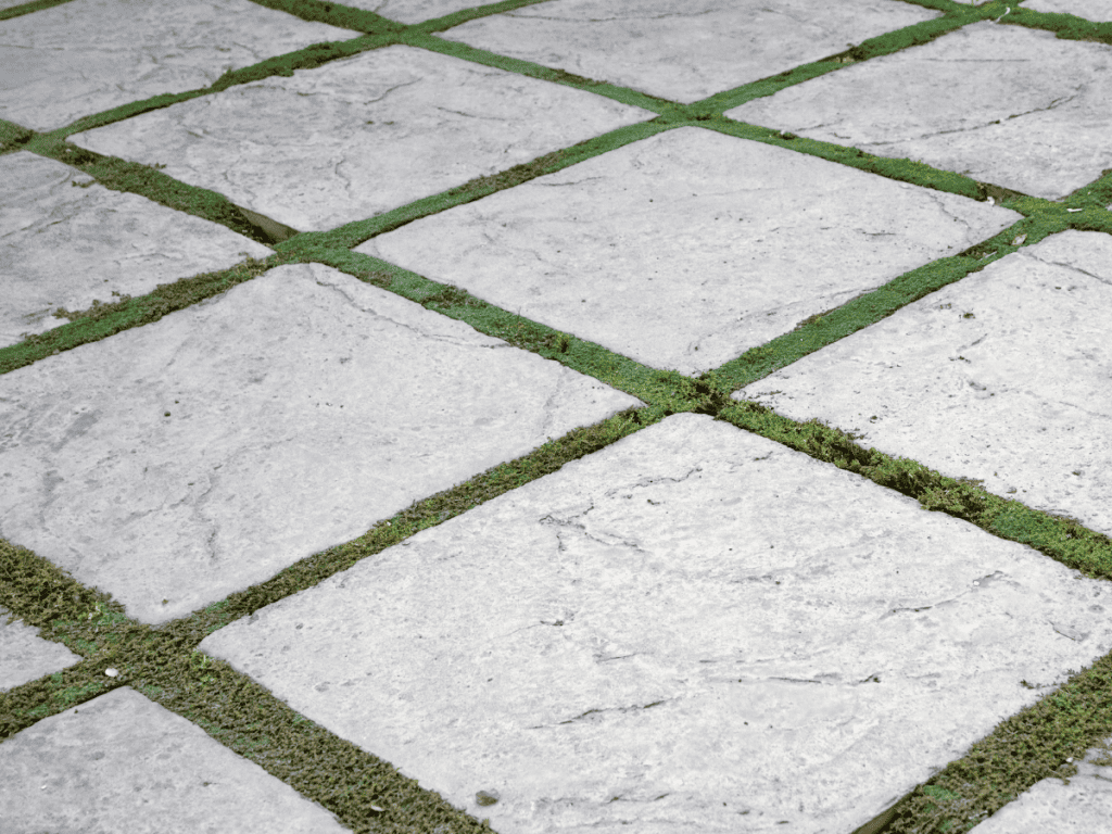 Pavers with moss growing along grout lines